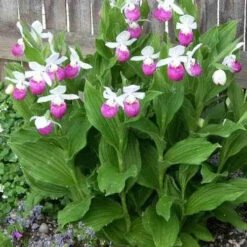 Orchidée Terrestre 'cypripède Royal' -France Fournitures De Jardin Soldes 2024 jar 105692 3