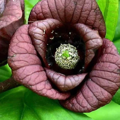 Asiminier Triloba EXTRA 3 Asiminier Triloba EXTRA