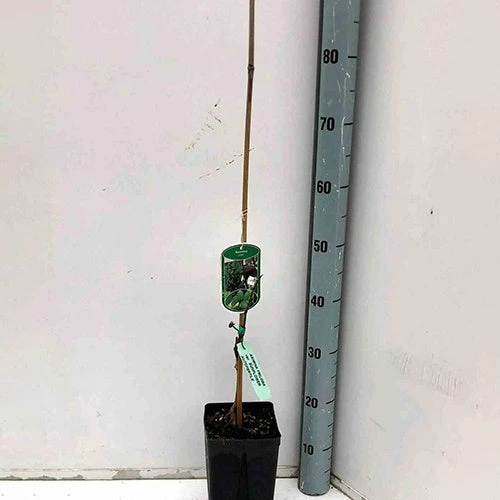 Asiminier Triloba EXTRA 4 Asiminier Triloba EXTRA – Image 2