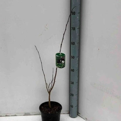 Asiminier Triloba EXTRA 5 Asiminier Triloba EXTRA – Image 3