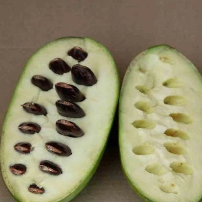 Asiminier Triloba EXTRA 6 Asiminier Triloba EXTRA – Image 4