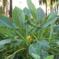 Bananier Nain Chinois 'Lotus D'or' -France Fournitures De Jardin Soldes 2024 jar 105766 3