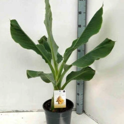 Bananier Nain Chinois 'Lotus D'or' -France Fournitures De Jardin Soldes 2024 jar 105766 5