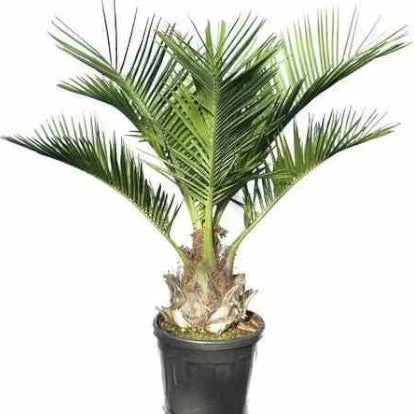 Cocotier Du Chili 4 Cocotier Du Chili – Image 2