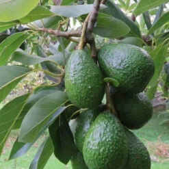 Avocatier 'Duke 7'