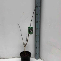 Asiminier Triloba -France Fournitures De Jardin Soldes 2024 jar 106395 3