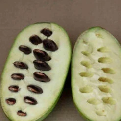 Asiminier Triloba -France Fournitures De Jardin Soldes 2024 jar 106395 4