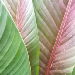 Bananier Du Sikkim -France Fournitures De Jardin Soldes 2024 jar 106871 3