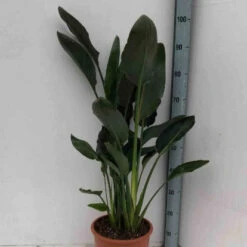 Oiseau Du Paradis Strelitzia -France Fournitures De Jardin Soldes 2024 jar 106879 2 1702998084494