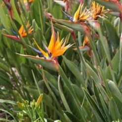 Oiseau Du Paradis Strelitzia -France Fournitures De Jardin Soldes 2024 jar 106879 3 1702998089192