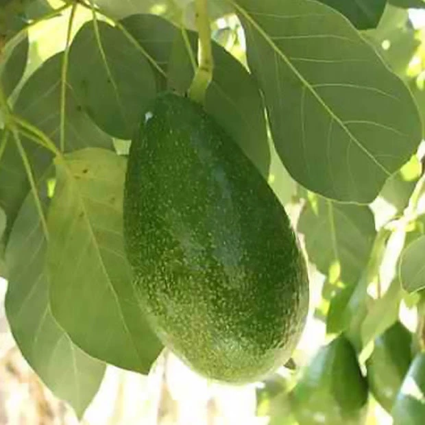 Avocatier Bacon (De Greffe) 3 Avocatier Bacon (De Greffe)