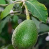 Avocatier Fuerte (de Greffe) 1 Avocatier Fuerte (de Greffe) -France Fournitures De Jardin Soldes 2024 jar 112551 1