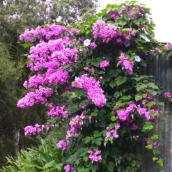 Bougainvillier Rustique Violet De Mèze 7 Bougainvillier Rustique Violet De Mèze -France Fournitures De Jardin Soldes 2024 laf 103568 1