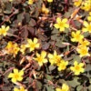 3 Oxalis Articulata Burgundy Yellow 1 3 Oxalis Articulata Burgundy Yellow -France Fournitures De Jardin Soldes 2024 laf 103587 1