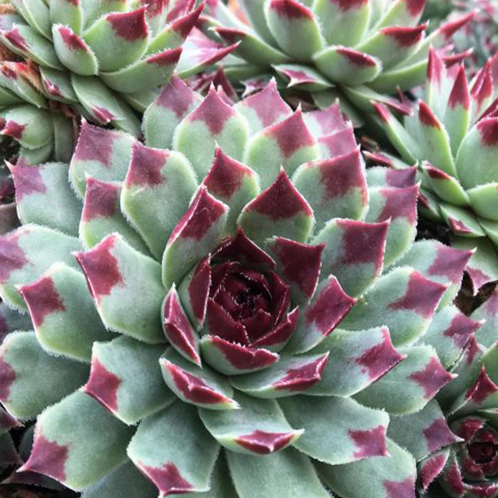 3 Joubarbes - Chick Charms ® Mint Marvel - Sempervivum 3 3 Joubarbes - Chick Charms ® Mint Marvel - Sempervivum