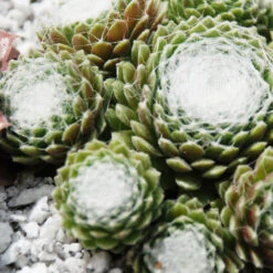 3 Joubarbes Chick Charms® Trio - Sempervivum 10 3 Joubarbes Chick Charms® Trio - Sempervivum -France Fournitures De Jardin Soldes 2024 laf 103593 3