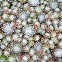 3 Joubarbes Chick Charms® Trio - Sempervivum 9 3 Joubarbes Chick Charms® Trio - Sempervivum -France Fournitures De Jardin Soldes 2024 laf 103593 4