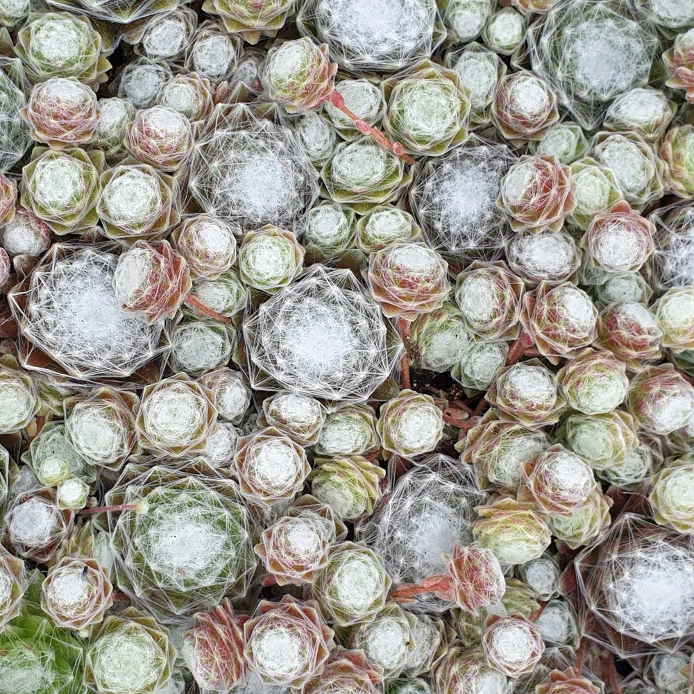 3 Joubarbes Chick Charms® Trio - Sempervivum 5 3 Joubarbes Chick Charms® Trio - Sempervivum – Image 3