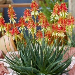 Aloe Safari Sunrise 7 Aloe Safari Sunrise -France Fournitures De Jardin Soldes 2024 laf 104682 3