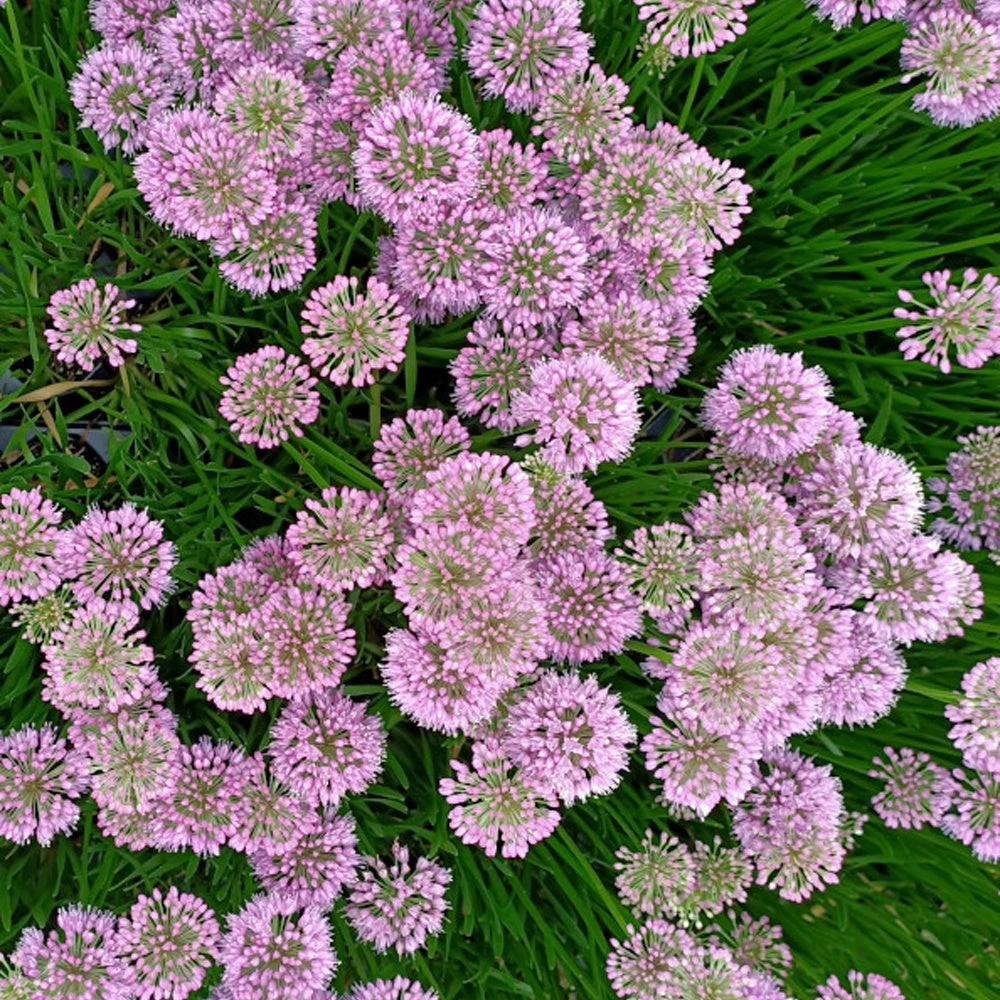 3 Ail D'ornement Millenium 4 3 Ail D'ornement Millenium – Image 2