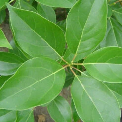 Camphrier -France Fournitures De Jardin Soldes 2024 laf 111587 3