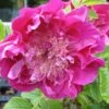 3 Rosiers Pompom Perfume ® Pivoine 2 3 Rosiers Pompom Perfume ® Pivoine -France Fournitures De Jardin Soldes 2024 laf 111594 1