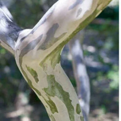 Lilas Des Indes Braise D'été ® Indybra 8 Lilas Des Indes Braise D'été ® Indybra -France Fournitures De Jardin Soldes 2024 lil 100826 3 1706087795403