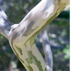 Lilas Des Indes Petit Pink -France Fournitures De Jardin Soldes 2024 lil 101069 2 1706101431011