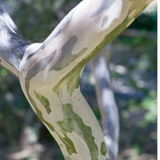 Lilas Des Indes Blanc 4 Lilas Des Indes Blanc – Image 2