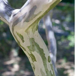 Lilas Des Indes Violet 13 Lilas Des Indes Violet -France Fournitures De Jardin Soldes 2024 lil 101071 6 1700126461930