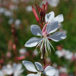 Gaura Blanche 11 Gaura Blanche -France Fournitures De Jardin Soldes 2024 maa 101002 4 1705484762576
