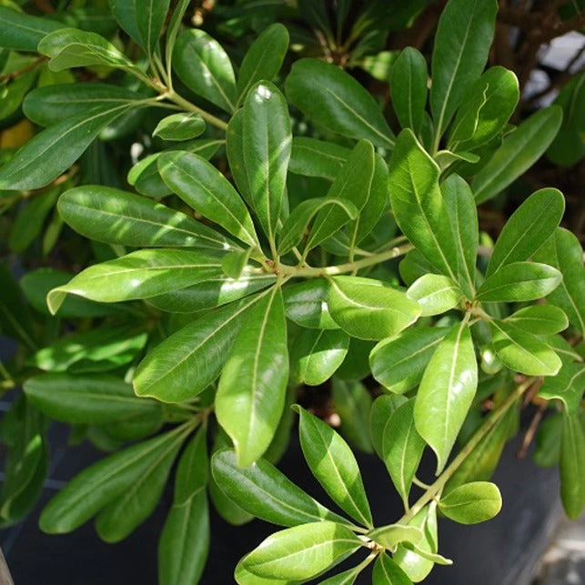 Pittosporum Tobira 7 Pittosporum Tobira – Image 5