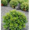 Pittosporum Tobira ‘nana’ 2 Pittosporum Tobira ‘nana’ -France Fournitures De Jardin Soldes 2024 maa 103405 1