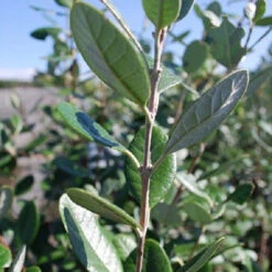 Goyavier Du Bresil 13 Goyavier Du Bresil -France Fournitures De Jardin Soldes 2024 maa 105475 6