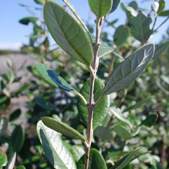 Goyavier Du Bresil 5 Goyavier Du Bresil – Image 3