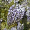 Glycine De Chine Prolific -France Fournitures De Jardin Soldes 2024 map 41395 3 1704723379070