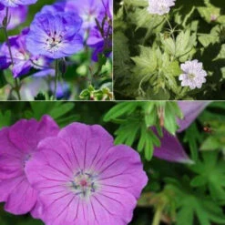 9 Géraniums Vivaces En Mélange