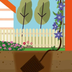 Collection De 3 Clématites : Ville De Lyon, Miss Bateman, Président 11 Collection De 3 Clématites : Ville De Lyon, Miss Bateman, Président -France Fournitures De Jardin Soldes 2024 mon 103849 6