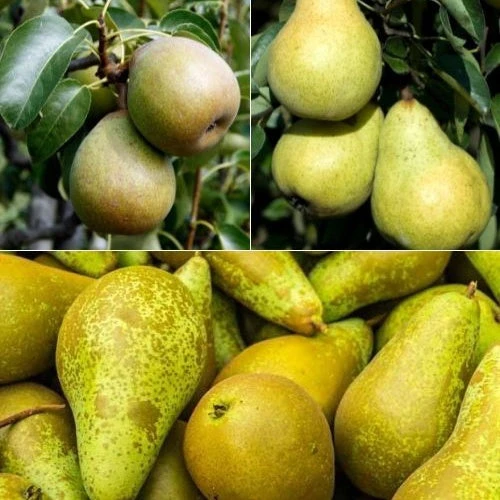 Collection De Poiriers : Conférence, Williams, Doyenne Du Comice 3 Collection De Poiriers : Conférence, Williams, Doyenne Du Comice