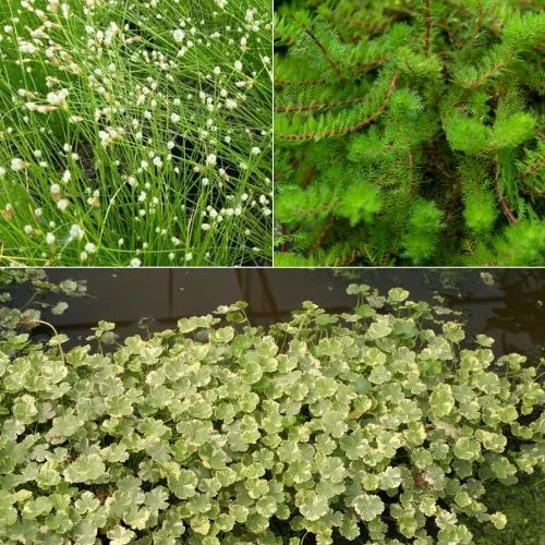 3 Plantes Oxygénantes En Mélange 3 3 Plantes Oxygénantes En Mélange