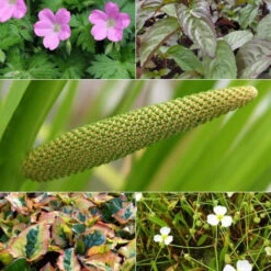 5 Plantes De Bassin Et De Berge Parfumées En Mélange