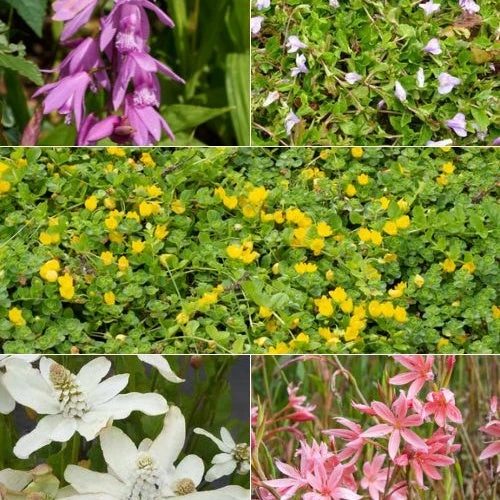 5 Plantes De Bassin à Fleurs En Mélange 3 5 Plantes De Bassin à Fleurs En Mélange