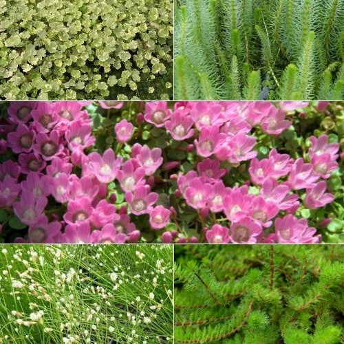 5 Plantes De Bassin Oxygénantes En Mélange 3 5 Plantes De Bassin Oxygénantes En Mélange