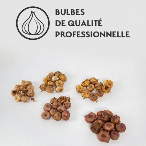 Collection De 50 Glaïeuls 9 Collection De 50 Glaïeuls – Image 7