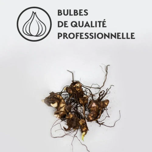 4 Cannas Pour Bordure En Mélange 4 4 Cannas Pour Bordure En Mélange – Image 2