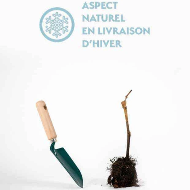 Vigne Chasselas Rose 4 Vigne Chasselas Rose – Image 2