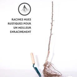 Cerisier Karina 7 Cerisier Karina -France Fournitures De Jardin Soldes 2024 qlh 100437 3