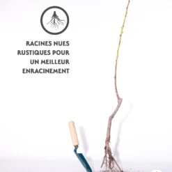 Abricotier Polonais -France Fournitures De Jardin Soldes 2024 qlh 100453 4