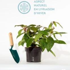 Viorne De David 7 Viorne De David -France Fournitures De Jardin Soldes 2024 qlh 100601 2