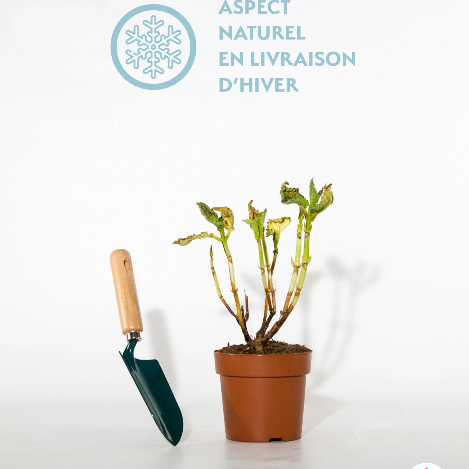 Hortensia Blueberry Cheesecake 4 Hortensia Blueberry Cheesecake â Image 2